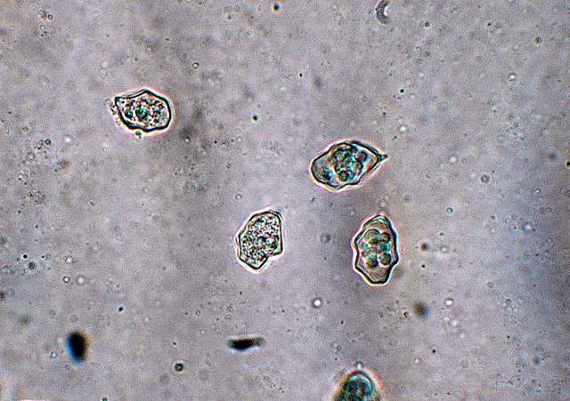 Macromiceti jurassiani � la lunga ricerca